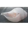 Blowing Conch Shell 6\"+