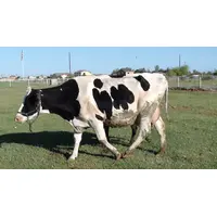 Focus On Krishna Consciousness Books From Hare Krishna Store