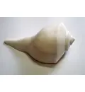 Large Lakshmi Bathing Conch Shell 9\"