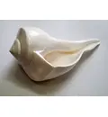 Large Lakshmi Bathing Conch Shell 9\"