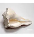 Lakshmi Bathing Conch Shell 7.2\"