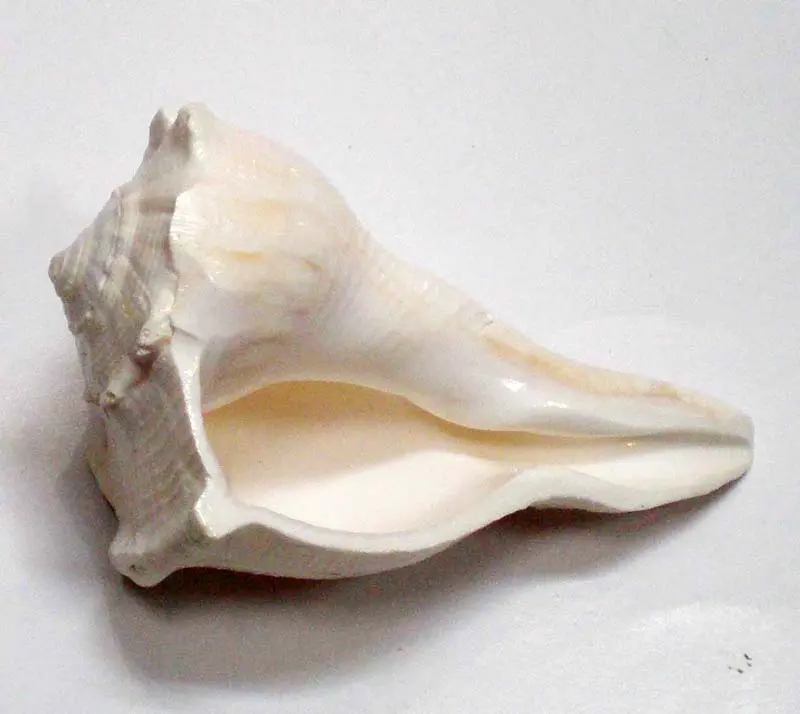 Lakshmi Bathing Conch Shell 7.2\"