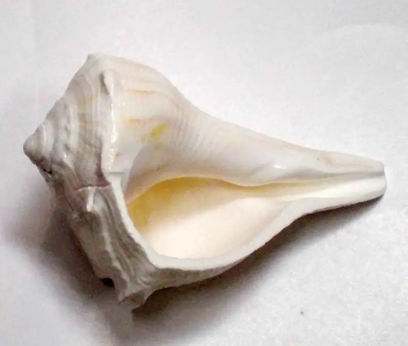 Lakshmi Bathing Conch Shell 3.5\"