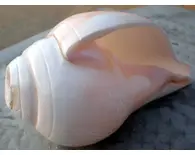 Blowing Conch Shell 5.5"+ Blowing Conch Shell 5.5"+